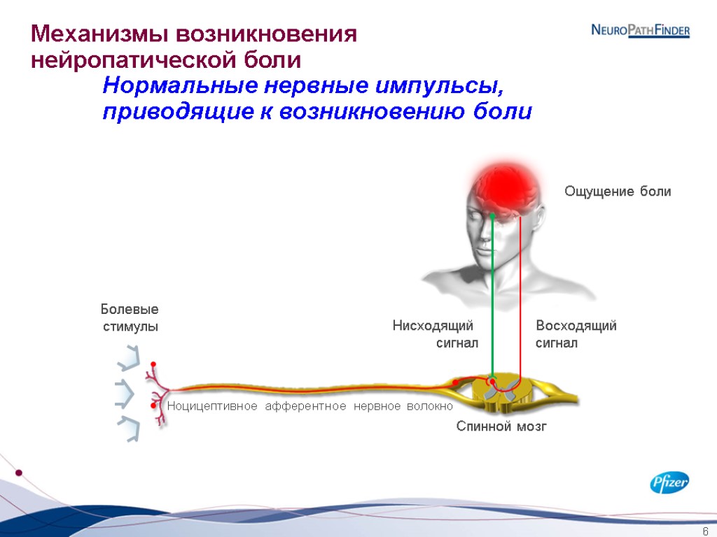 6 Механизмы возникновения нейропатической боли Нормальные нервные импульсы, приводящие к возникновению боли Ноцицептивное афферентное